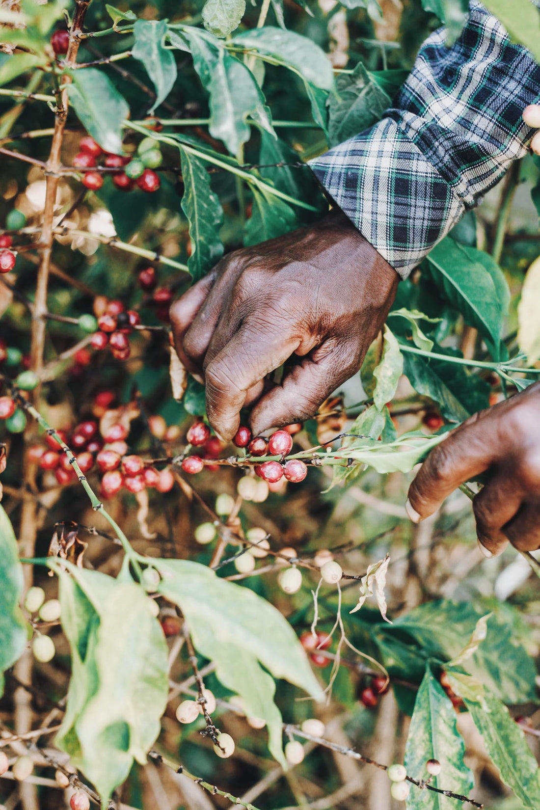 The Importance of Coffee Bean Sourcing in Third Wave Coffee
